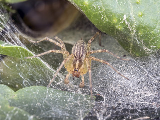 Funnel Weaver Spide