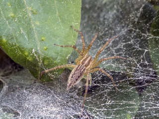 Funnel Weaver Spide