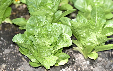 salade...jardin potager