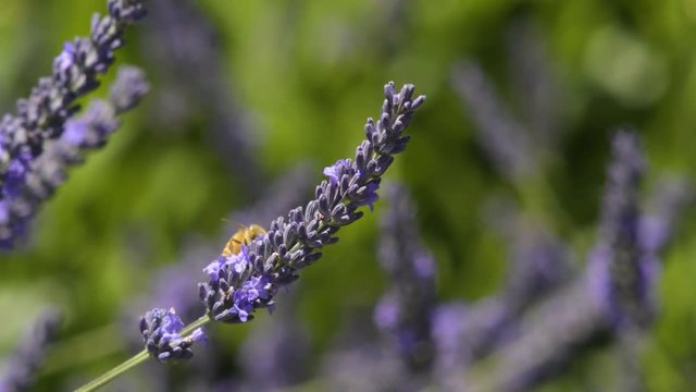 A Honey Bee harvesting nectar from Lavender flowers