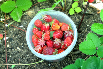 The harvest of appetizing strawberries collected in the bowl on a blooming fruit garden on a bright sunny summer day horizontal photo top view closeup