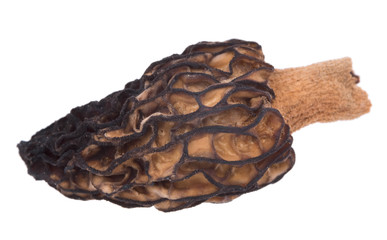 Mushroom morel