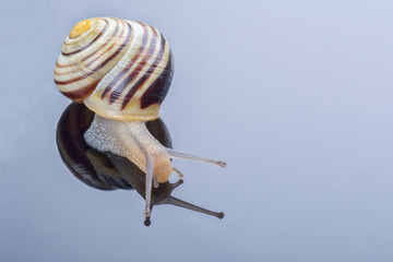 Small snail on a grey background