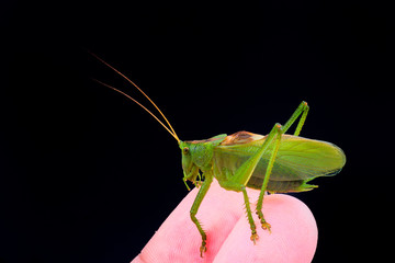 Green grasshopper on hand on a black background