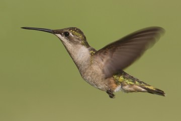 Female Ruby-throated Hummingbird (archilochus colubris)