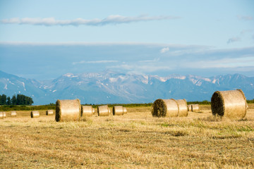 Fototapeta premium 牧草ロールと夏の山並み