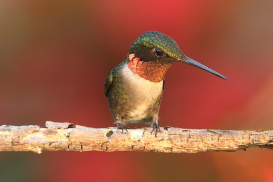 Ruby-throated Hummingbird (archilochus colubris)