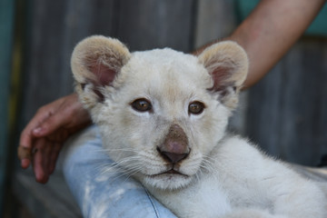a baby lion cub is lying on the human leg