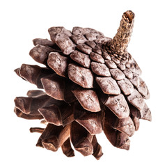 Pine cone isolated