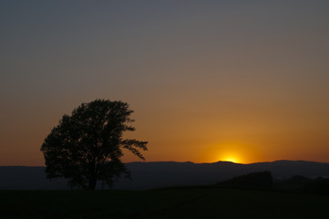 Fototapeta na wymiar 夕陽と大木