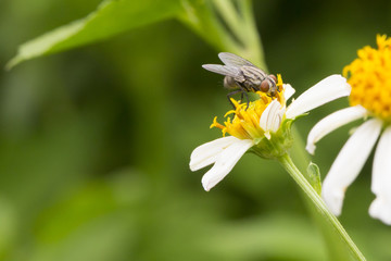 fly and flower