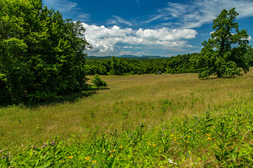 Virginia Summer Meadow