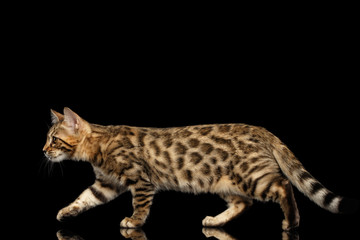 Playful Bengal Kitty Walking on Isolated Black Background, Beautiful Spots on gold