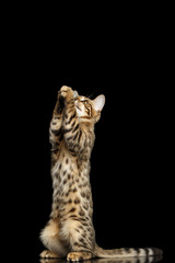 Ask for food Bengal Kitty Funny Standing on hind legs and Raising up paws Isolated Black...