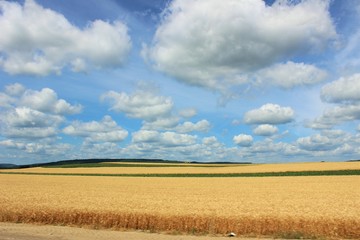 Obraz premium Wheat grass with blue sky's and white clouds