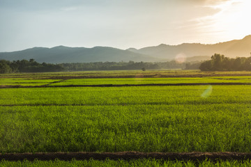 Fototapeta premium Rice fields cloudy sky and ray