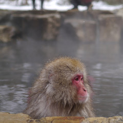 Obraz premium 地獄谷野猿公苑の猿