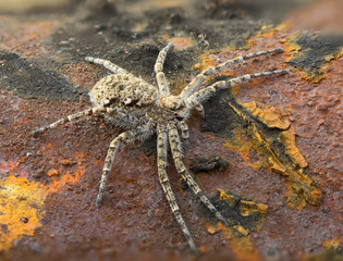 Macrophoto of spider on a rusty surface