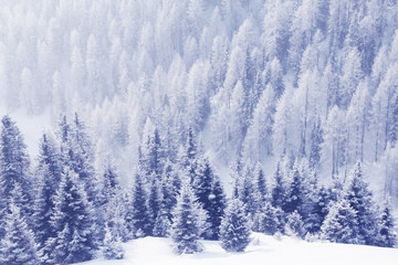 Winter forest in mountains