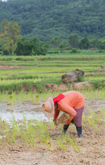 Farmer Thailand