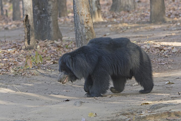 Sloth Bear in the Forest