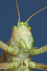 Amusing portrait of a green grasshopper