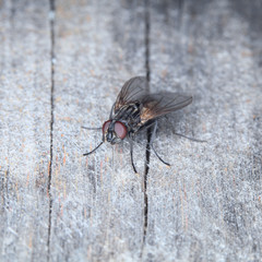 Grey house fly