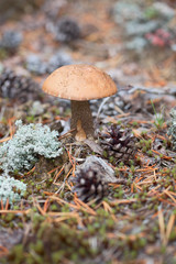 Brown cap boletus in forest