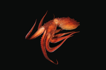 Flight of Giant octopus in the deep.