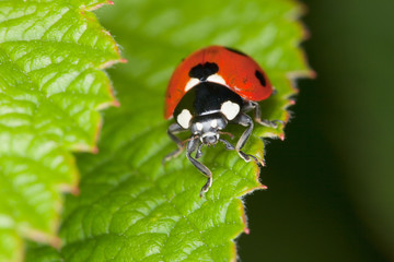 Red ladybird sits on green sheet