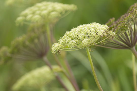 Queen Anne's Lace.