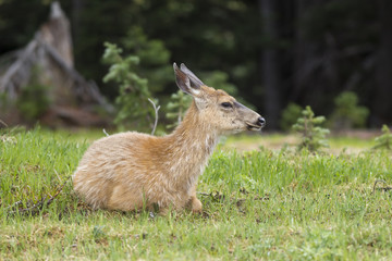 Female deer in grass.