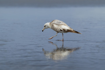 Herring gull walks in the wet sand.