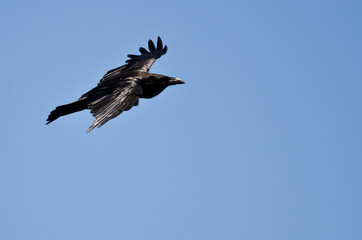 Common Raven Flying in a Blue Sky