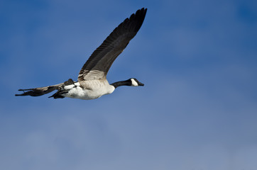 Canada Goose Flying in a Blue Sky