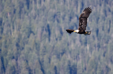 Bald Eagle Soaring High in the Mountains