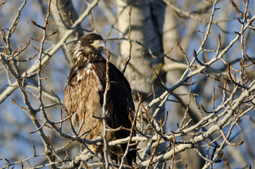 Young Bald Eagle Perched High in a Barren Tree