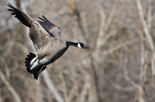 Canada Goose Coming in for a Landing