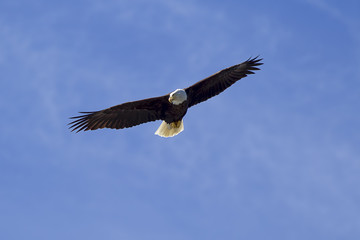 Naklejka premium Eagle soaring in sky searching for food.