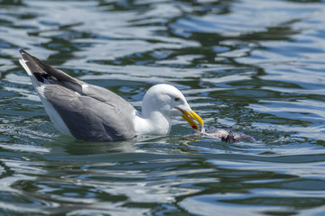 Fototapeta premium Herring gull feeding in the water.