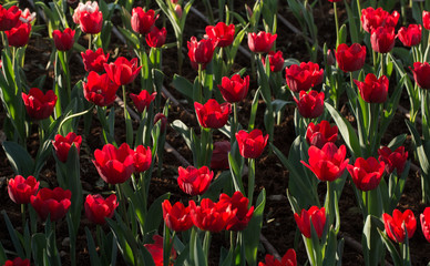 Group of Tulip flowers are spring blooming perennials that grow from bulbs, it is national popular flowers of Netherlands.