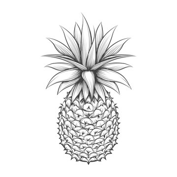 recommend clip art: Hand drawn pineapple. Vector pineapple fruit black sketch icon