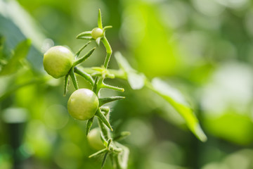 Growing tomato in farm garden