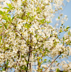 Cherry tree blossom at spring,