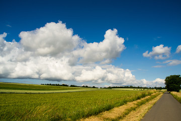 eine sommerliche Landschaft mit blühenden Feld einem Weg und Bäumen. Der kräftige Himmel mit voluminösen Wolken und einen tiefen Blau.