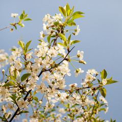 Flowers of the cherry blossoms