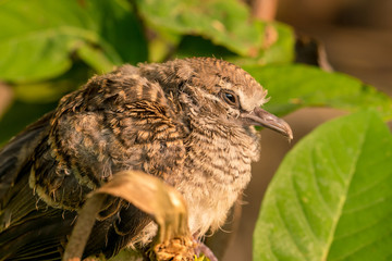 Close up the Zebra Dove (Geopelia striata) resting on tree branch nature.
They are predominantly brownish-grey in colour with black-and-white barring.