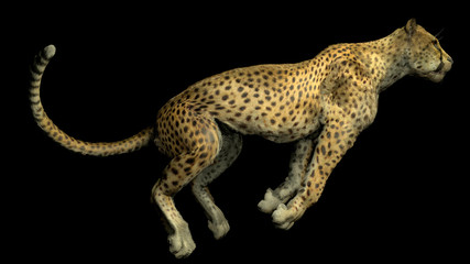 The image of a gepard © Sergey Drozdov