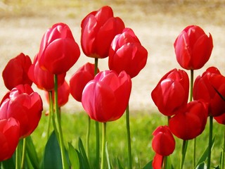 Tulipes fleurs avec effet texture.