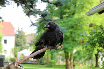 Krähe, Rabenkrähe Corvus